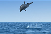 animation by Rob de Wit