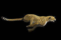 digital-art by Rob de Wit